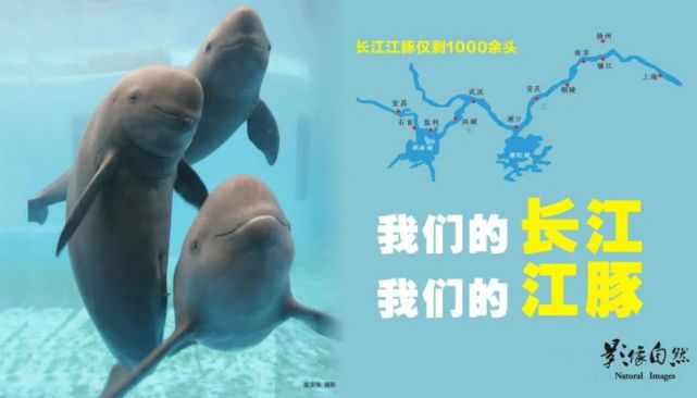 武汉设置水下监测点今后可通过手机识别江豚核心栖息地