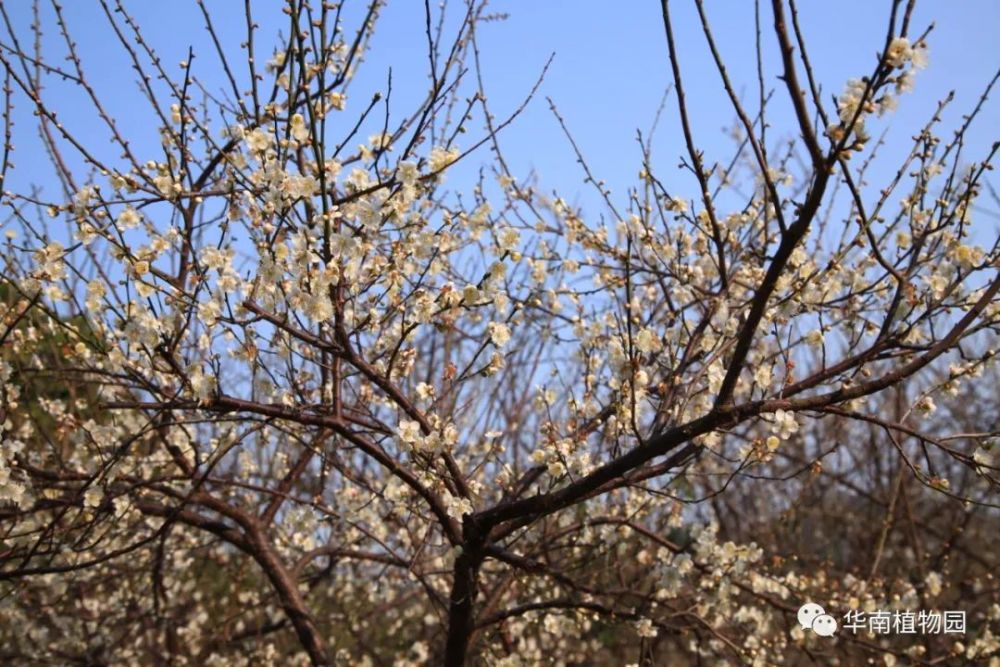 新知龙脑熏香话青梅