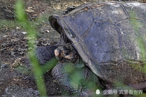 消失逾一世纪罕见费尔南迪纳巨龟再现踪