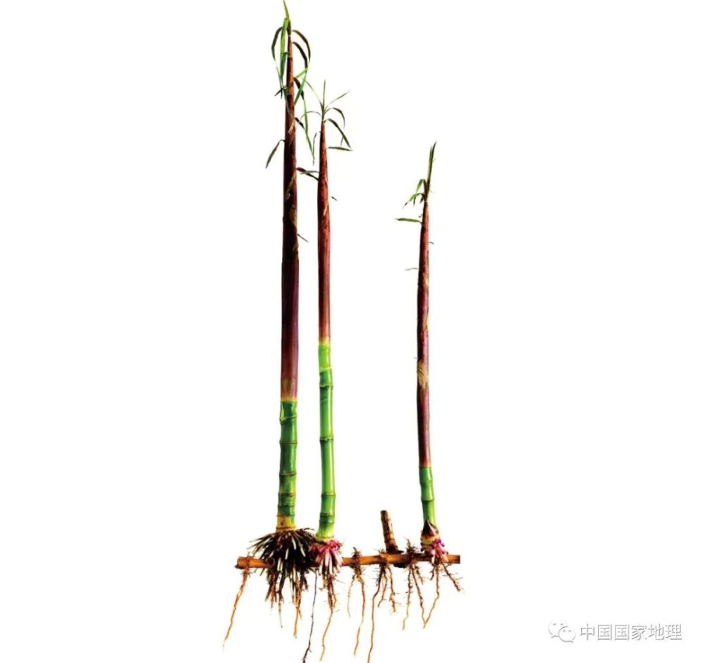 一张图告诉你,为什么世界竹子看中国_腾讯新闻