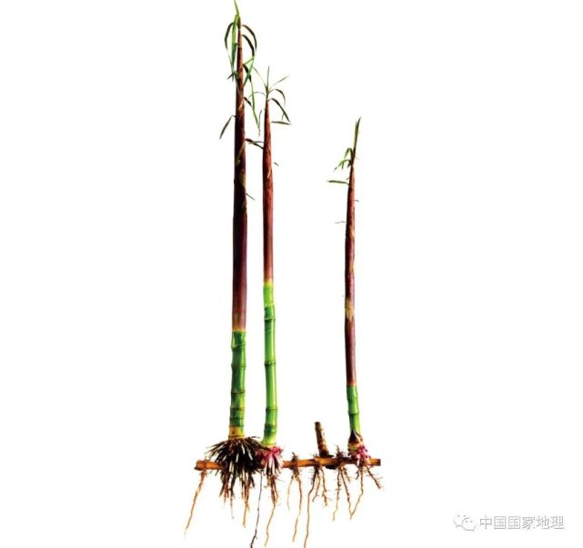 一张图告诉你，为什么世界竹子看中国_腾讯新闻