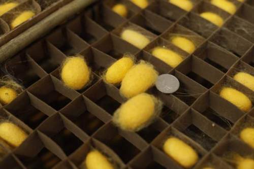 走向我们的小康生活徐州铜山黄金蚕让百姓端稳金饭碗