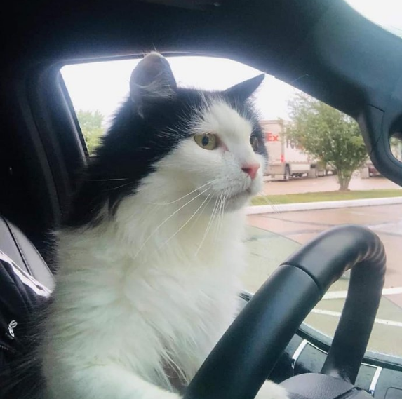 猫咪认真开车时,旁人都别吵