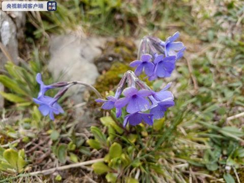 四川小金縣發現國家一級保護植物玉龍蕨