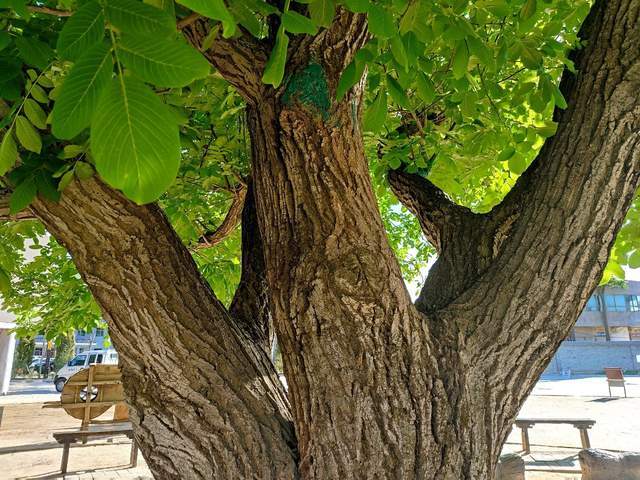 甘肃定西有一棵百年老核桃树,藏有故事,至今还在结果