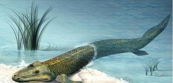 贵州发现最古老疣齿鱼科化石曾是海洋王者也是人类祖先