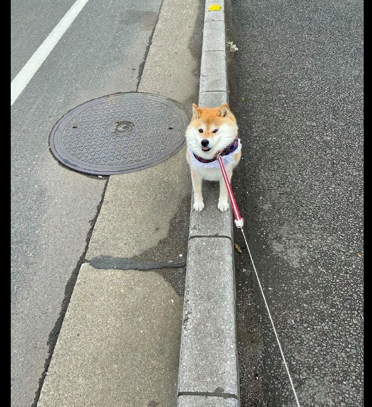 柴犬散步累了不想走了牵引绳拉的老长也不走狗你放风筝呢