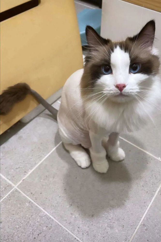 lisa|luca 生日快乐_腾讯新闻