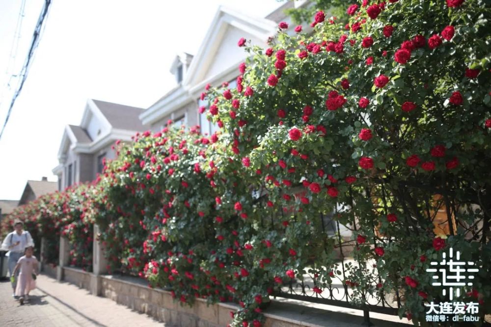 看看具体点位都在哪里点击看大图赶紧去看看吧～来源:大连发布编辑