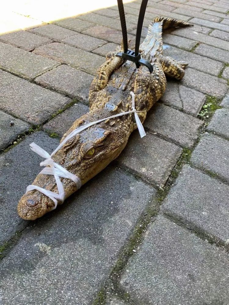 贵阳警方抓获一条鳄鱼