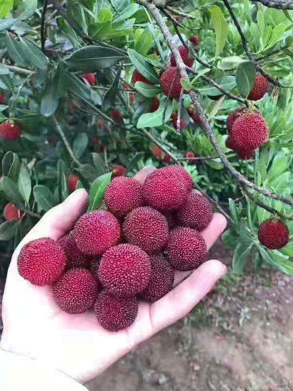 汁水满溢杭州这里杨梅开摘啦进化所前杨梅任你挑