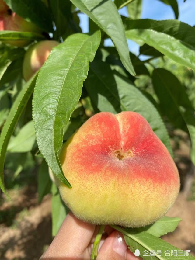 夏天的美果蟠桃