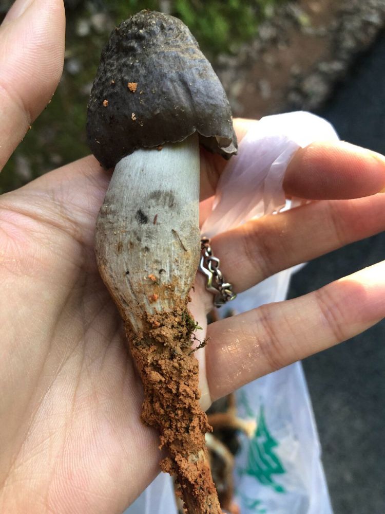 女子上山捡到大量黑皮鸡枞 菌香浓郁令人怦然心动_腾讯新闻