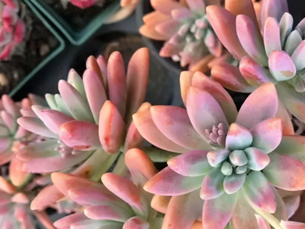 这些多肉夏天不休眠 耐热又耐晒 皮实好养状态美美哒 腾讯新闻