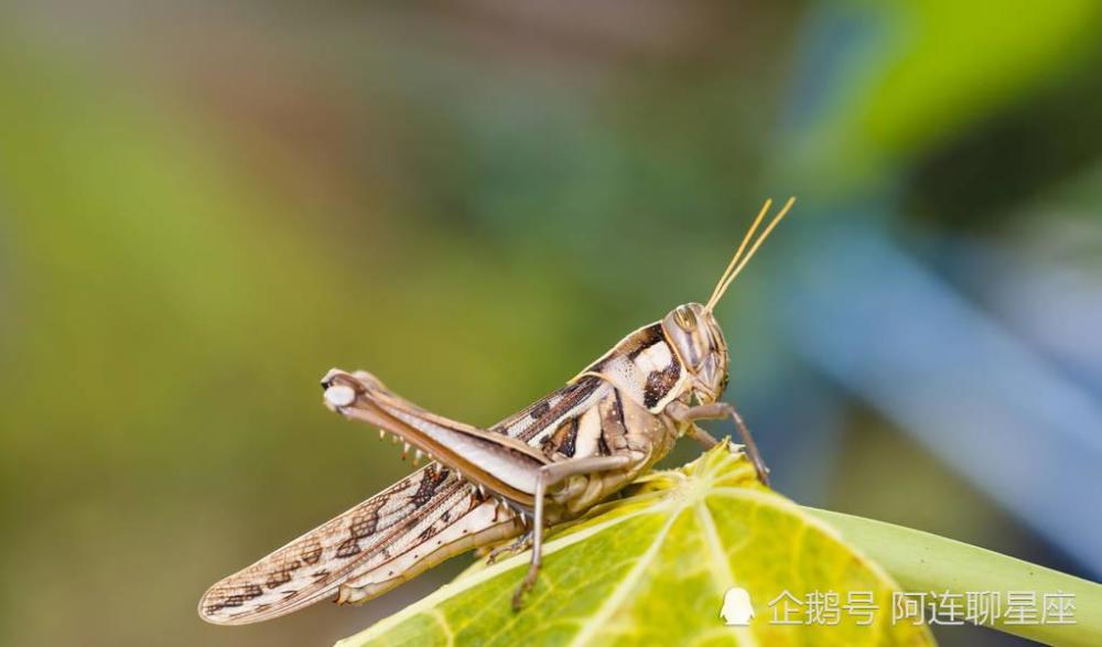 古代蝗災無數人餓死,為何人們寧願吃樹皮也不以蝗蟲充飢?