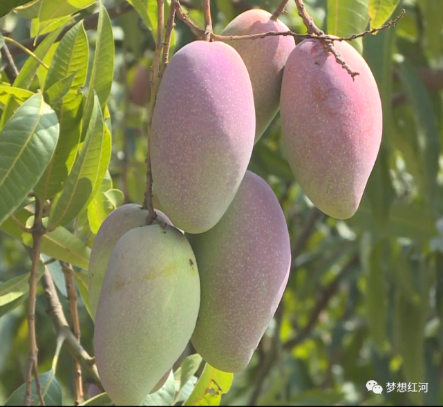 作为一县一业的红河县芒果老实尼甜