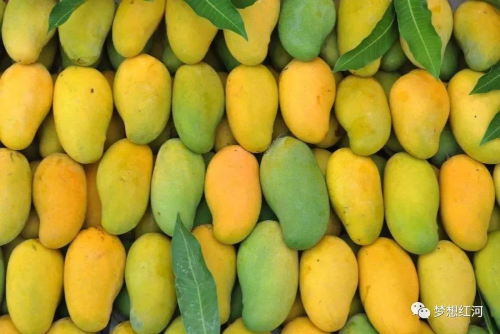 作为一县一业的红河县芒果老实尼甜