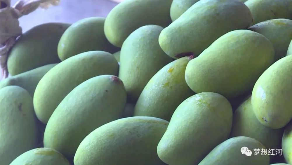 作为一县一业的红河县芒果老实尼甜