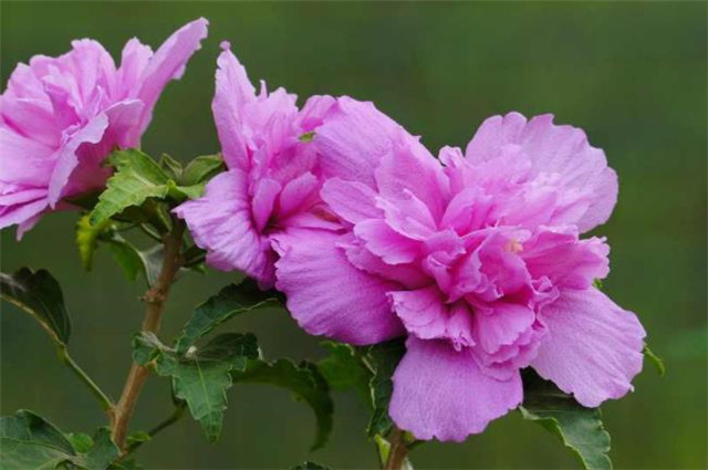 盛夏槿花 颜如舜华 朝开暮落 仙子优雅 槿花八首伴盛夏 腾讯新闻