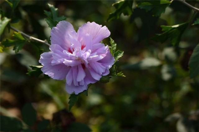 盛夏槿花 颜如舜华 朝开暮落 仙子优雅 槿花八首伴盛夏 腾讯新闻