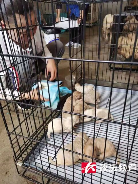 犬舍排行_网红犬舍被查室内环境触目惊心,25只宠物狗被解救