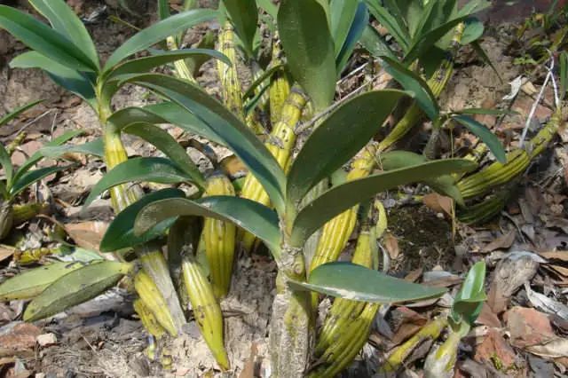 石斛入药的部位,一般是新鲜,亦或者是干燥的茎部,味甘,性微寒.