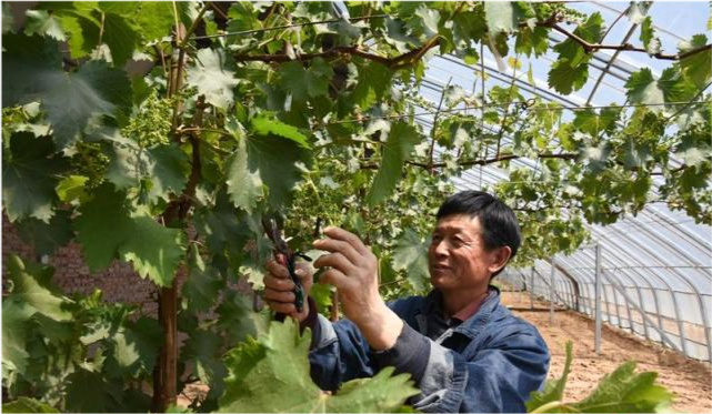 图为果农正在修剪大棚葡萄苗