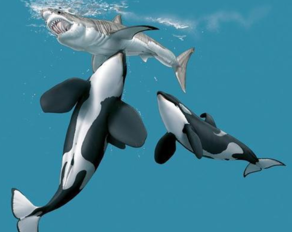 大白鲨又名噬人鲨,是现存体型第三大的鲨鱼,仅次于鲸鲨和姥鲨,虽然大