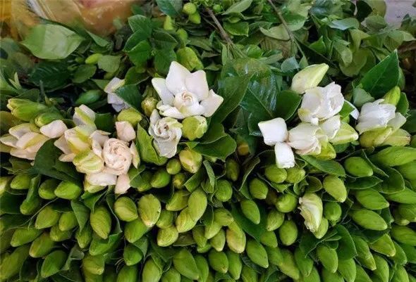 贵阳市栀子花清新上市了 均价 腾讯新闻