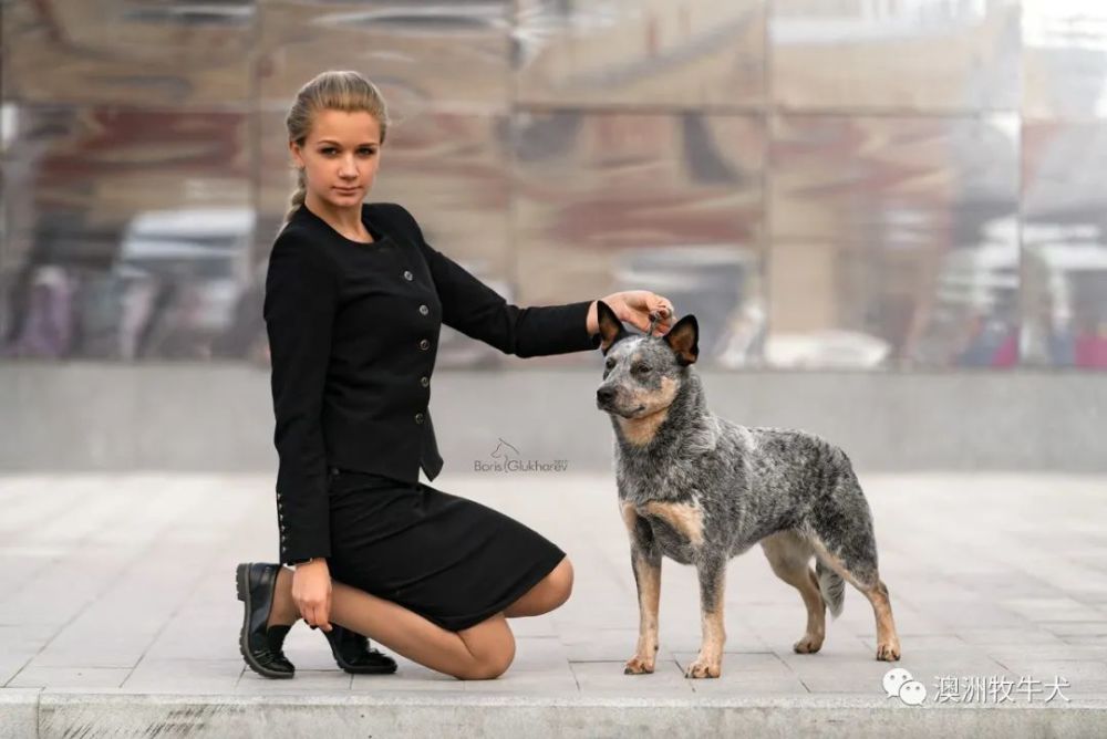 犬舍排行_网红犬舍被查室内环境触目惊心,25只宠物狗被解救