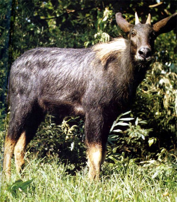 关于它的别称有很多,不同地域有不同的叫法:苏门羚,明鬃羊,山驴子,岩
