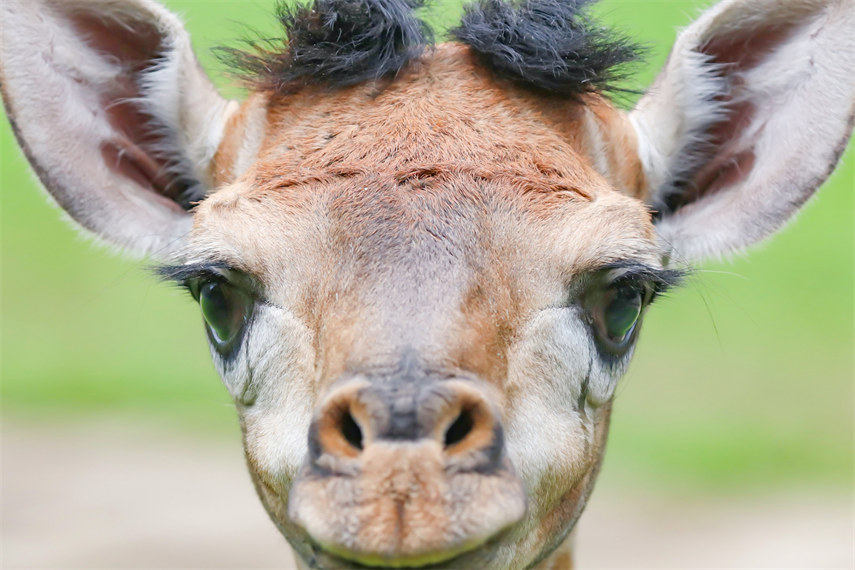 全国爱眼日:放下手机,一起来看看这组动物眼部特写