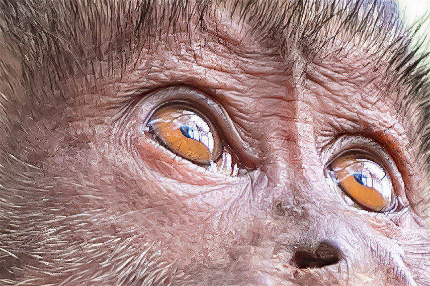 有人说喜欢到动物园去看动物,是因为那些动物有着灵动,纯净的眼睛.