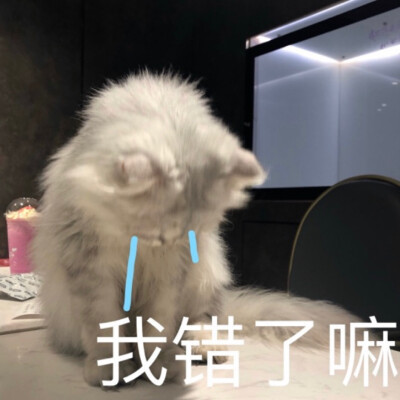 小奶猫表情包合集 无水印 喜欢自取