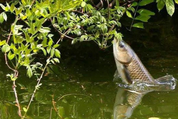 草鱼平时都吃些啥食物_腾讯新闻