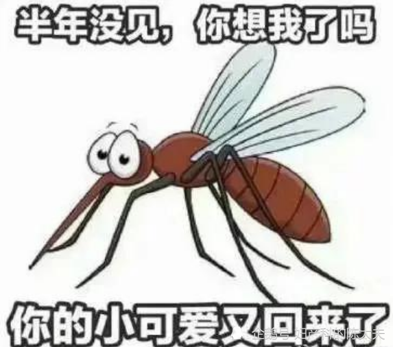 蚊子动漫表情包图片