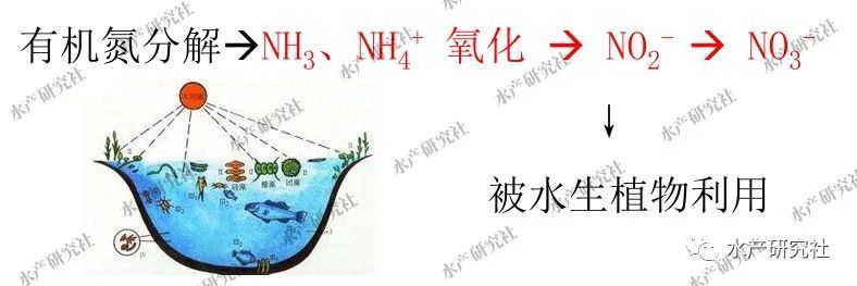 氮被固氮细菌和固氮蓝藻经固氮作用转变为氮的化合物而被浮游植物利用