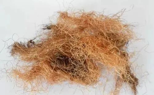 玉米须是龙须千万别扔