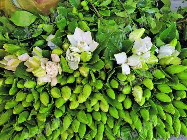 栀子花上市受市民青睐 腾讯新闻