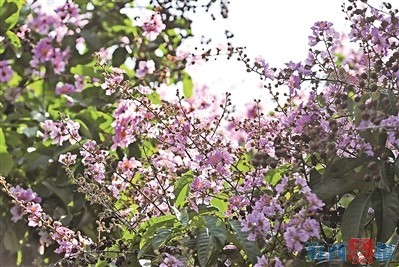 大花紫薇进入盛花期花期将持续至9月 腾讯新闻