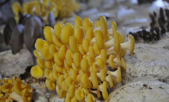 黄金菇金堂又一新特产喜获丰收淮州人可以到这里采摘