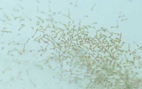 探访成都"蚊子工厂"_腾讯新闻