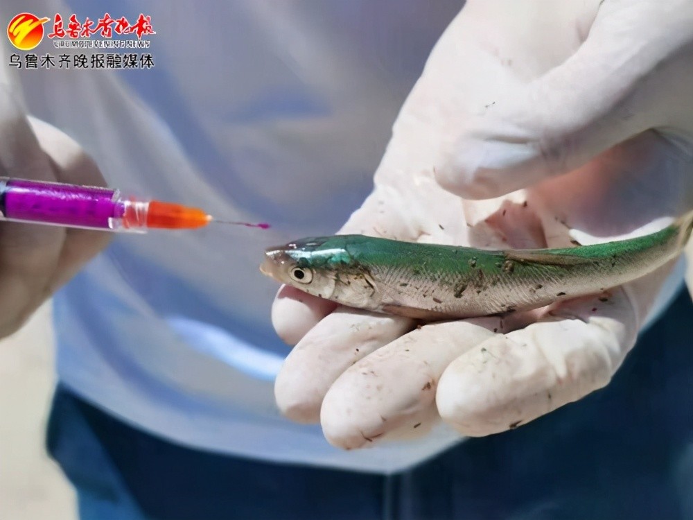 5万尾扁吻鱼放流博斯腾湖_腾讯新闻