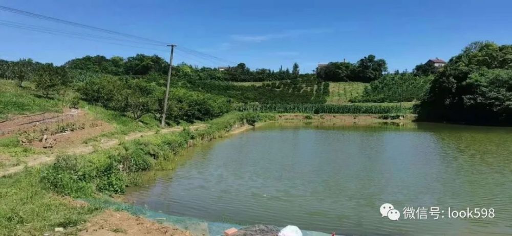 唐街湖北枝江安福寺31畝土地魚池房子36萬