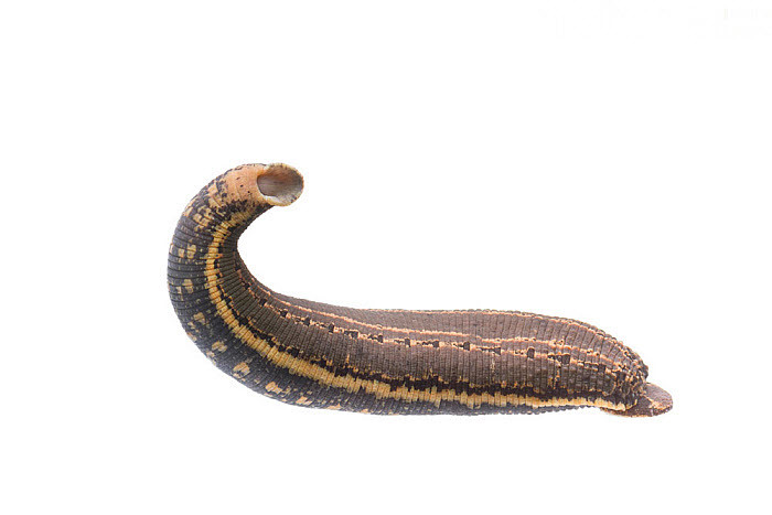 牛胃打开后发现大量"水蛭",人若误食水蛭,身体会被掏空吗?_腾讯新闻