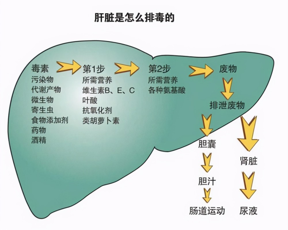 浅谈肝脏两个方向 代谢清除功能强大是优点 乙肝耐受机制是弱点 Qtc Care