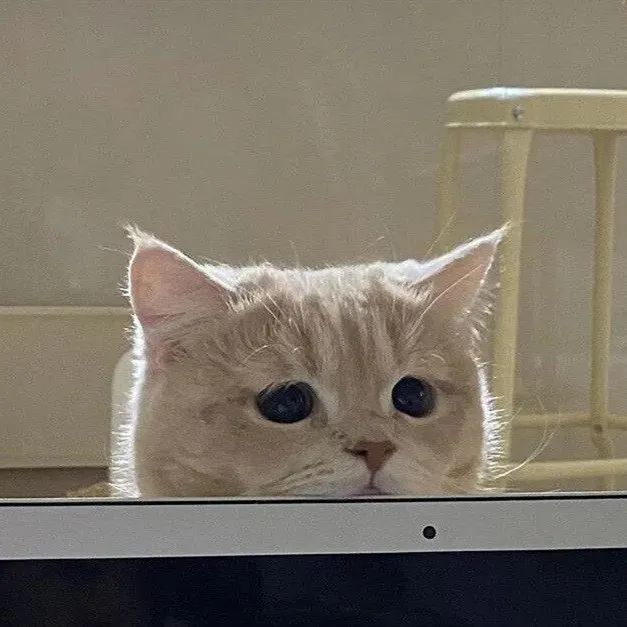 看亚子不太聪明的沙雕头像