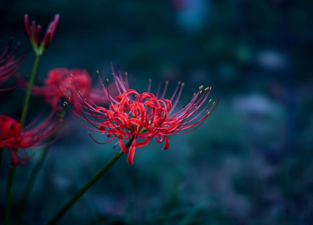 彼岸花每一朵花背後都有一段屬於它的故事