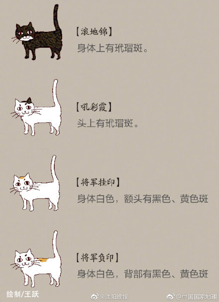 猫咪在古代的名字个个高大上