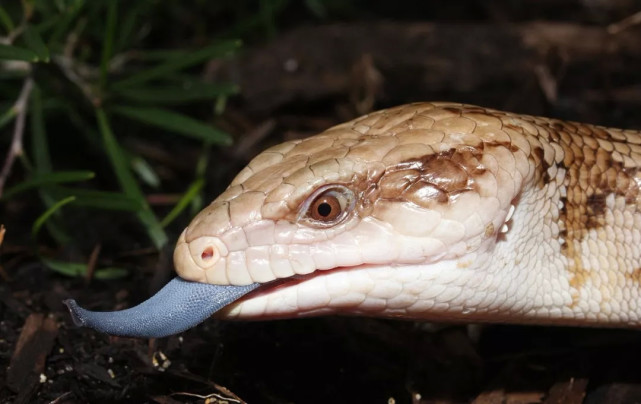 蓝色舌头的垃圾桶要不要来一个